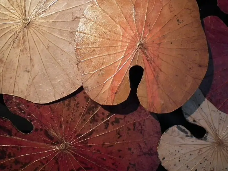 Nieuwe 3D lotus kunst in aardekleuren