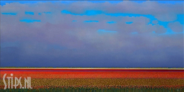 Red Tulipfields - Ton Dubbeldam