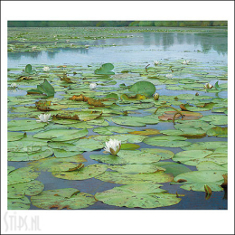 Het stille water