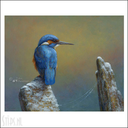 IJsvogel