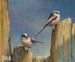 Staartmezen - Erik van Ommen - giclee