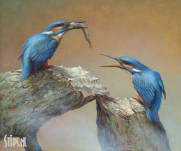 Twee voerende ijsvogels - Erik van Ommen - giclee