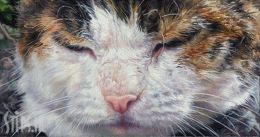 Cat Eyes - Adriana van Zoest