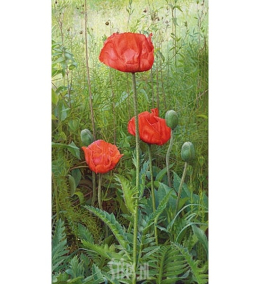 Papavers - Joke Frima