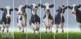 6 pack Personalities - Geke Hoogstins