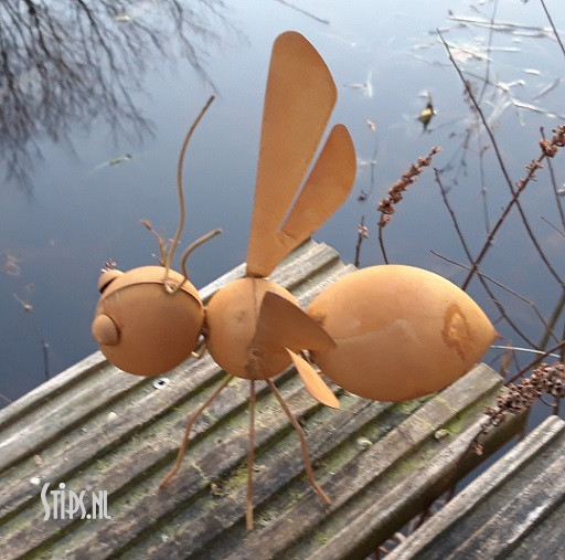 Spin en diverse insecten geroest - Afbeelding 2