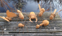 Spin en diverse insecten geroest