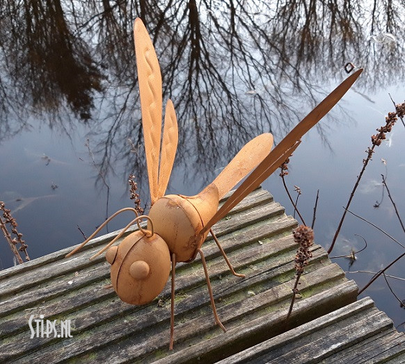 Spin en diverse insecten geroest - Afbeelding 3