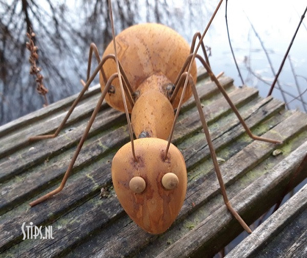 Spin en diverse insecten geroest - Afbeelding 4
