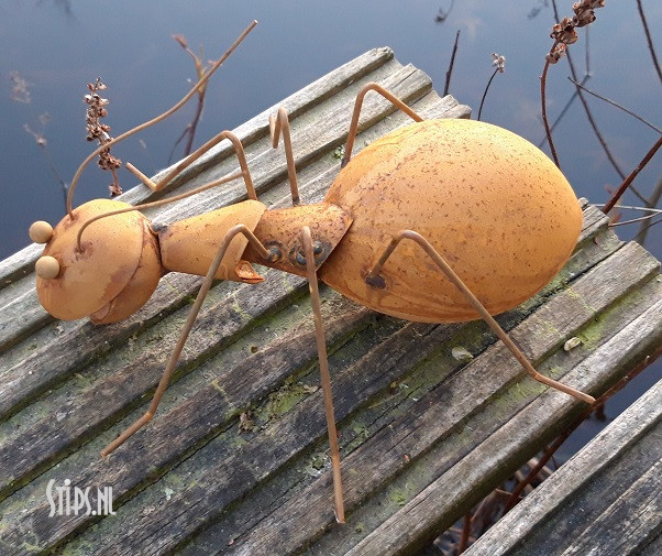 Spin en diverse insecten geroest - Afbeelding 5