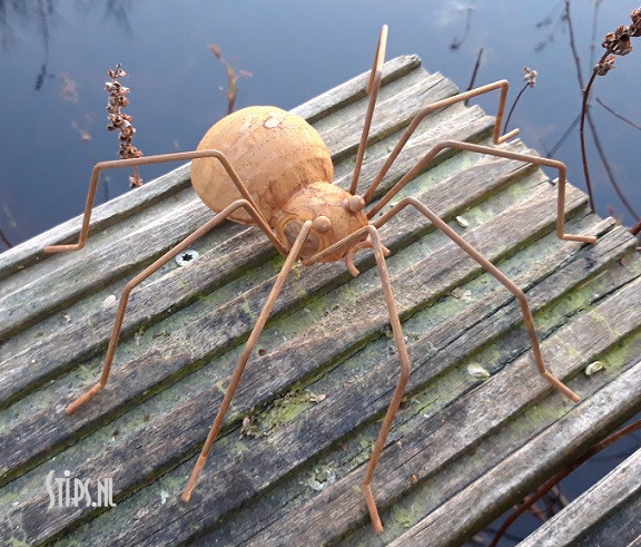 Spin en diverse insecten geroest - Afbeelding 6