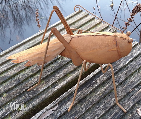 Spin en diverse insecten geroest - Afbeelding 7