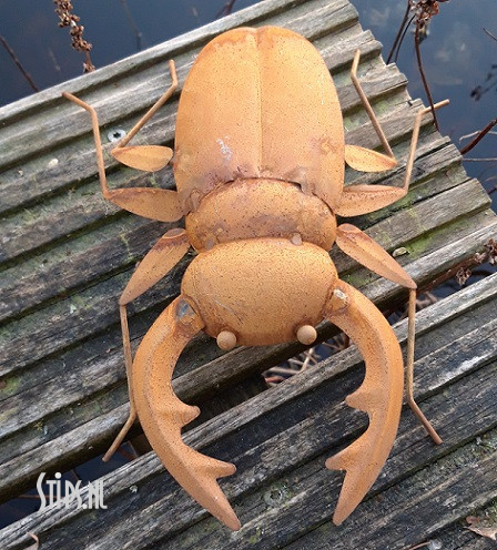 Spin en diverse insecten geroest - Afbeelding 9