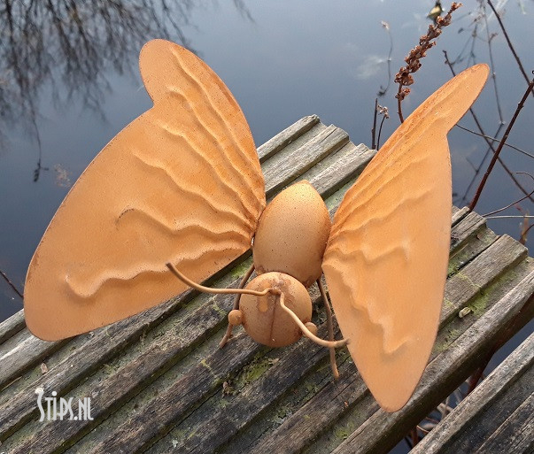 Spin en diverse insecten geroest - Afbeelding 8
