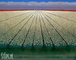 White Tulipfields - Ton Dubbeldam