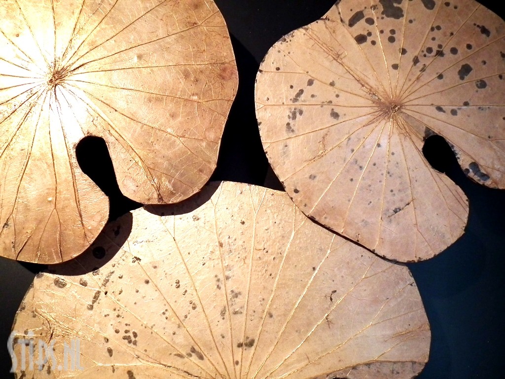 Lotus Trio natuur op paneel - Afbeelding 4