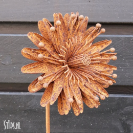 Kleine Aster - geroest ijzer