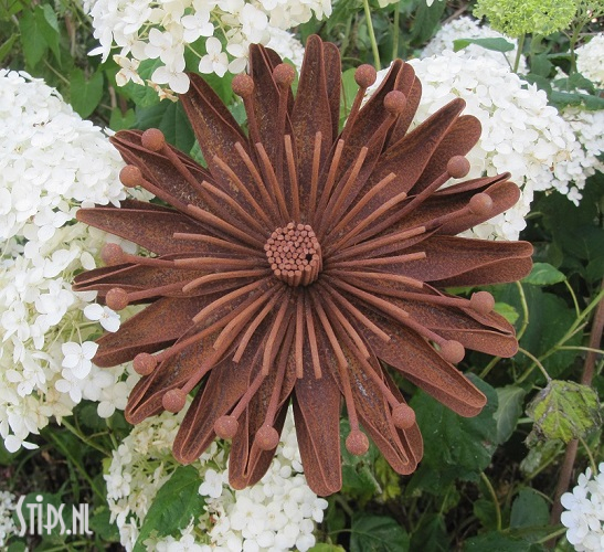 Kleine Aster - geroest ijzer - Afbeelding 7