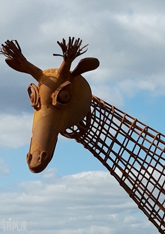 Grote giraffe - opengewerkt - Afbeelding 2