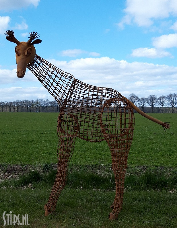 Grote giraffe - opengewerkt