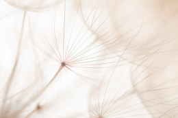 Dandelion - Paardenbloemen