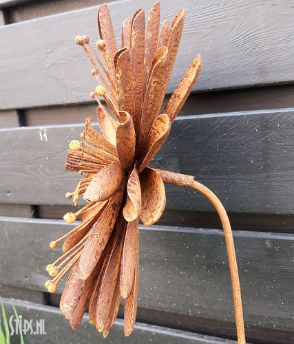 Grote Aster geroest - Afbeelding 2