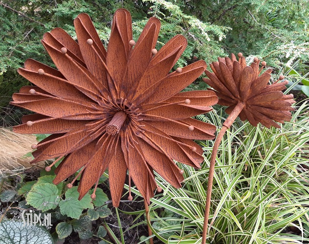Grote Aster geroest - Afbeelding 9