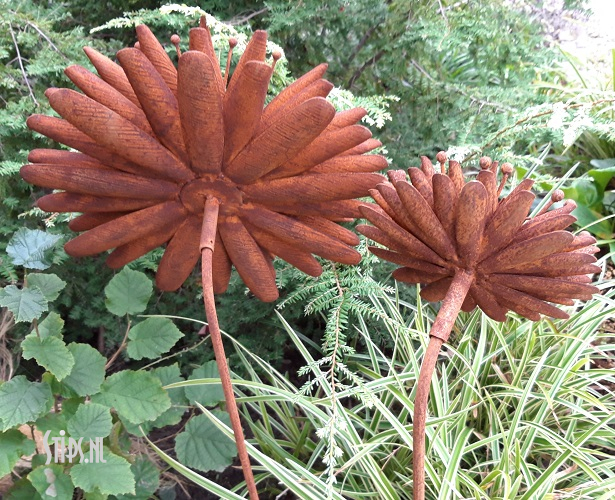 Grote Aster geroest - Afbeelding 8
