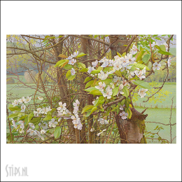 Kersenbloesem in het vroege lentelicht