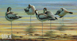 Poetsende kluten - Erik van Ommen - giclee