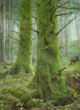 Het Mossenbos - Joke Frima